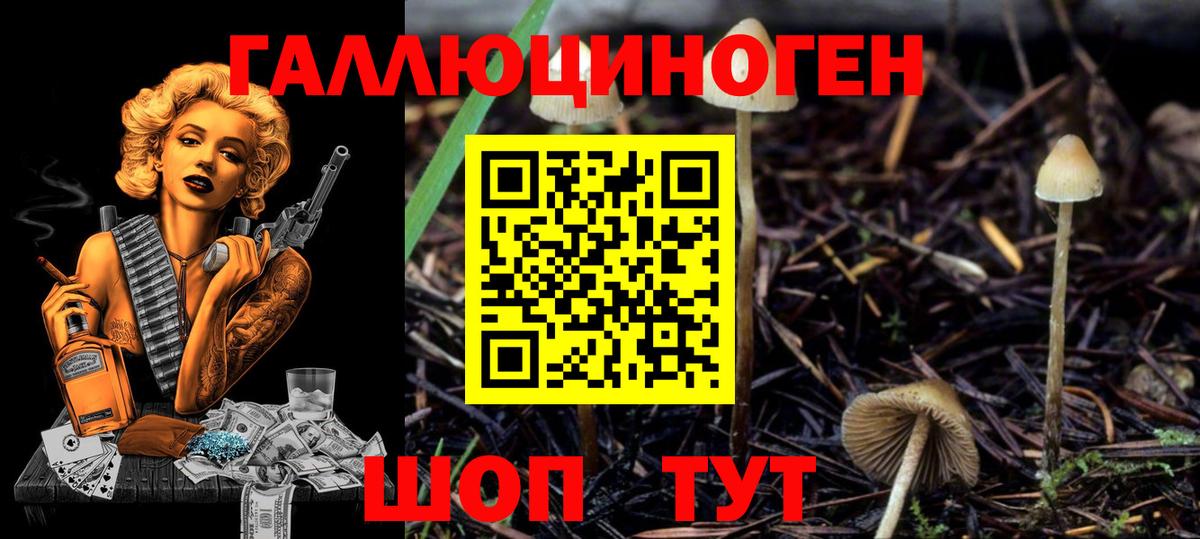 Псилоцибиновые грибы Cubensis Новокубанск